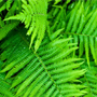 Fern Fern