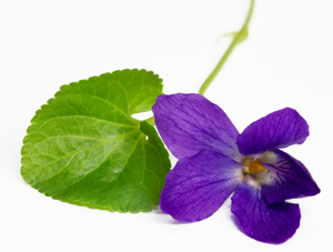 Violet Leaf