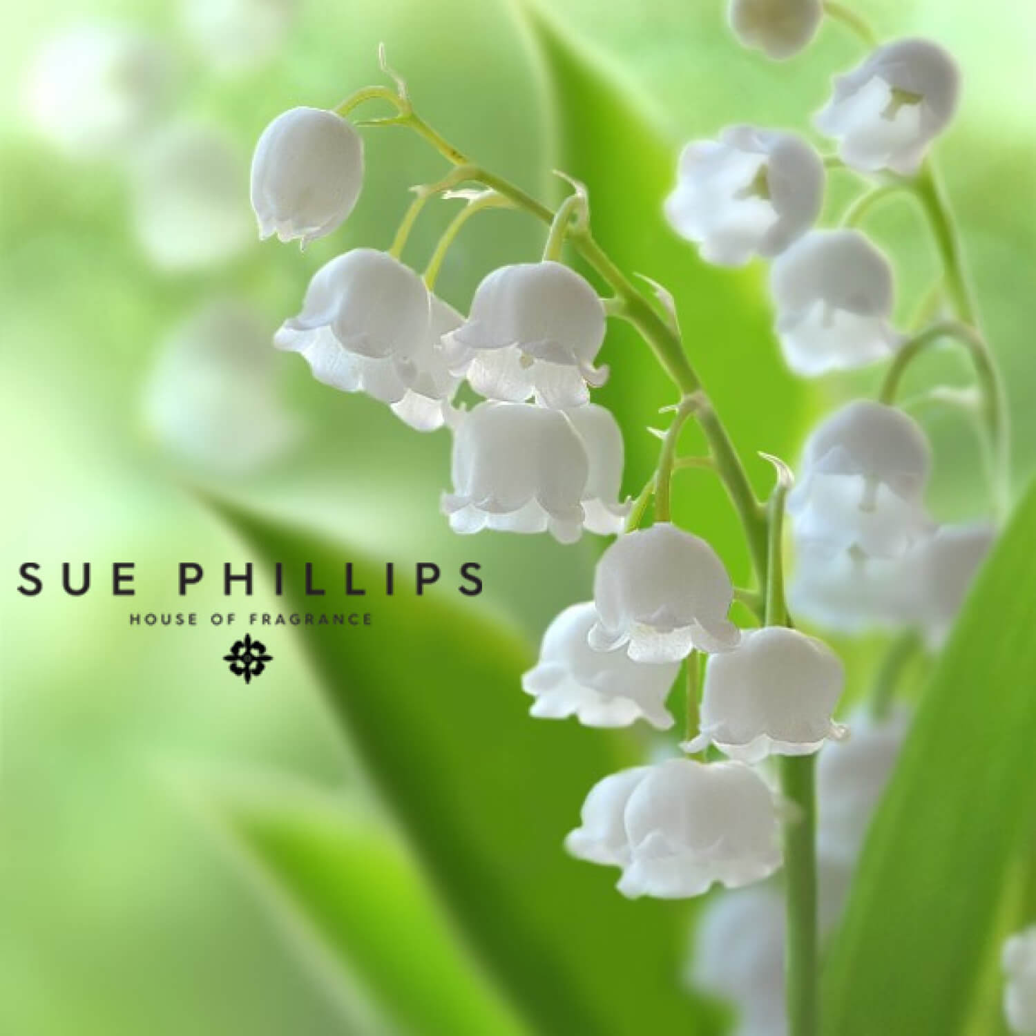 Sue Phillips Certificate – Sue Phillips Fragrance